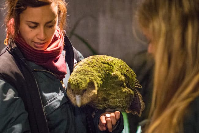 kakapo new zealand