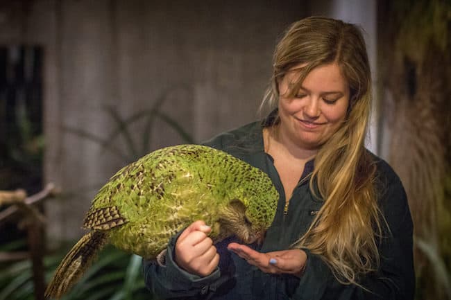 kakapo new zealand