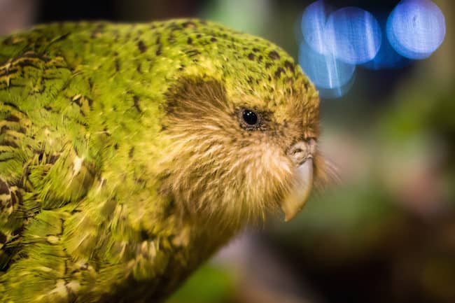 kakapo new zealand