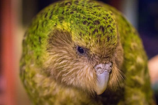 kakapo new zealand