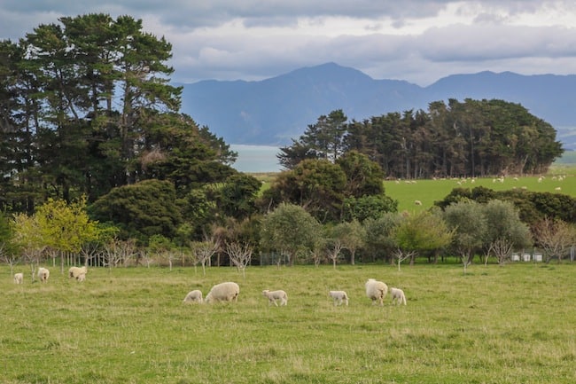 new zealand slang new zealand slang