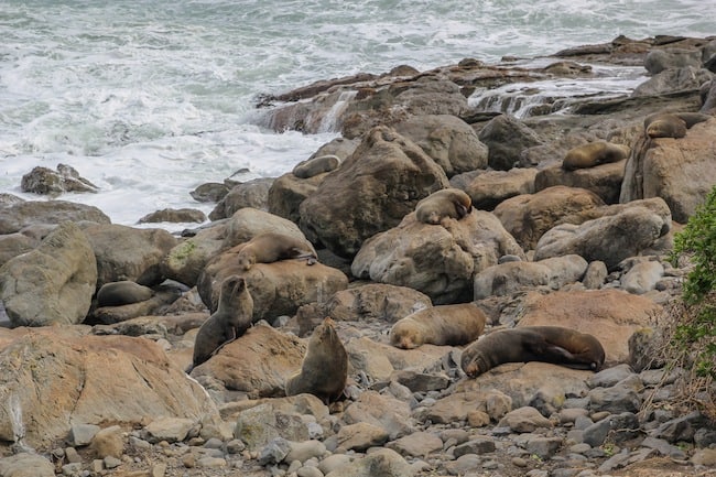 New Zealand expat New Zealand expat