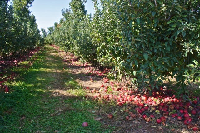 autumn around the world