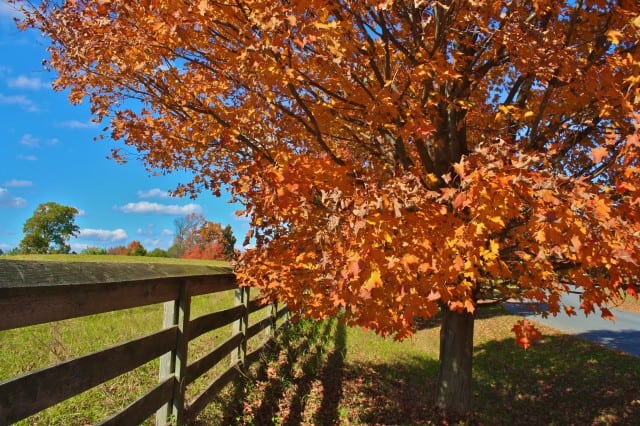 autumn around the world