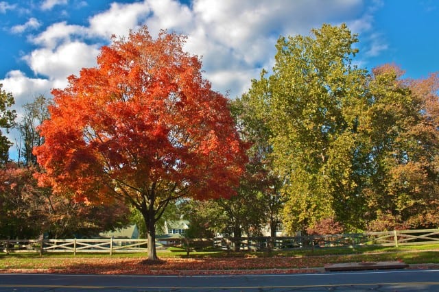 autumn around the world