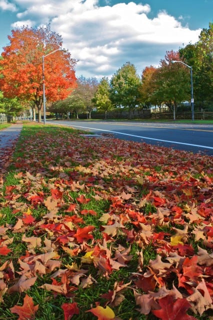 autumn around the world