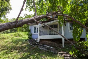 neighbours tree damaging my property ontario