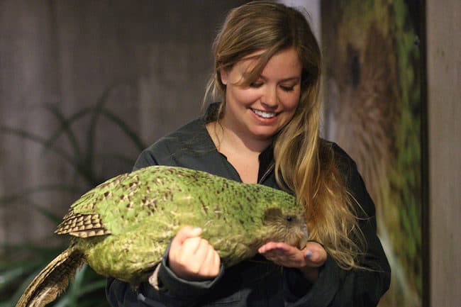 kakapo new zealand