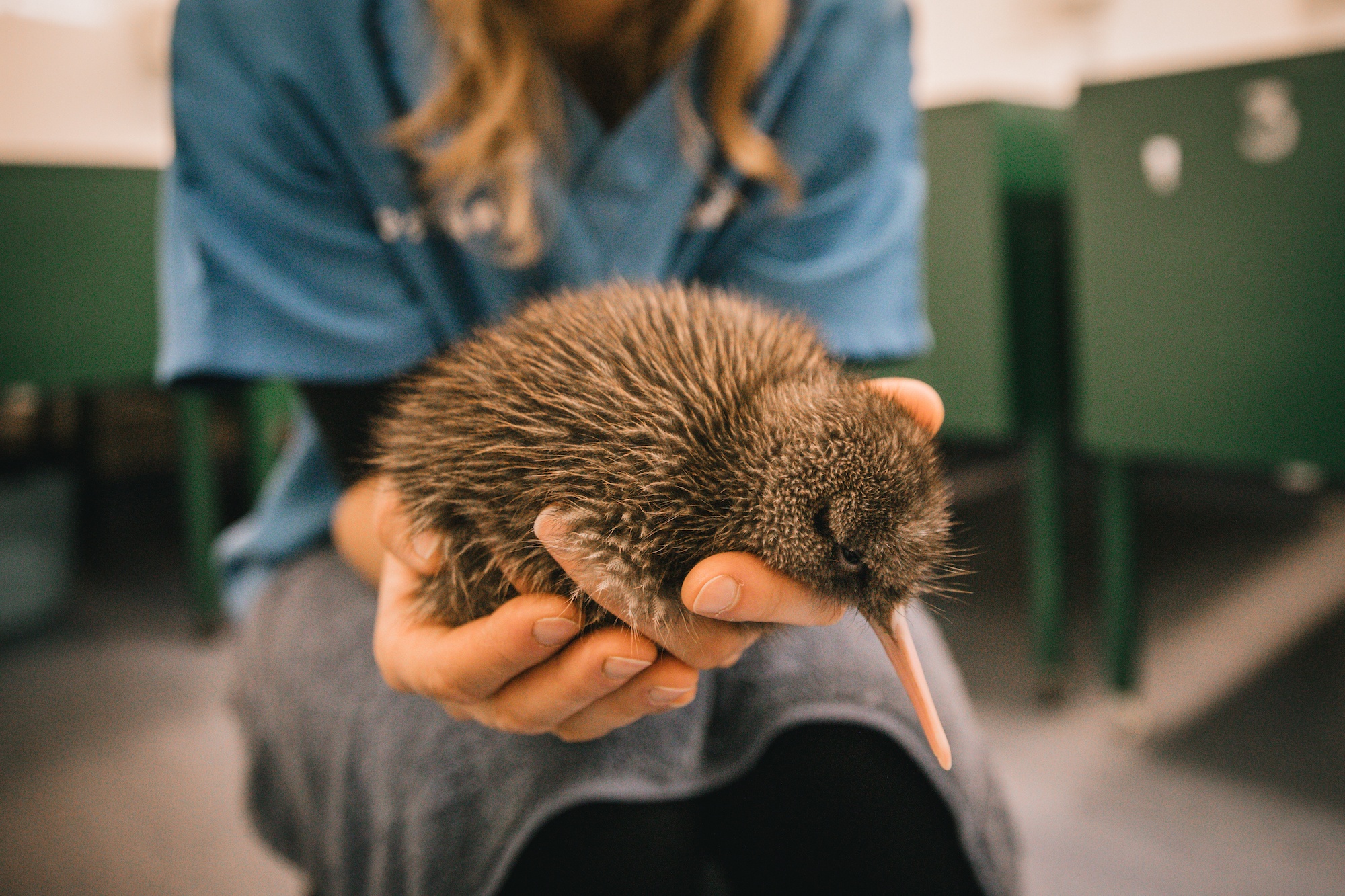 New Zealand weka