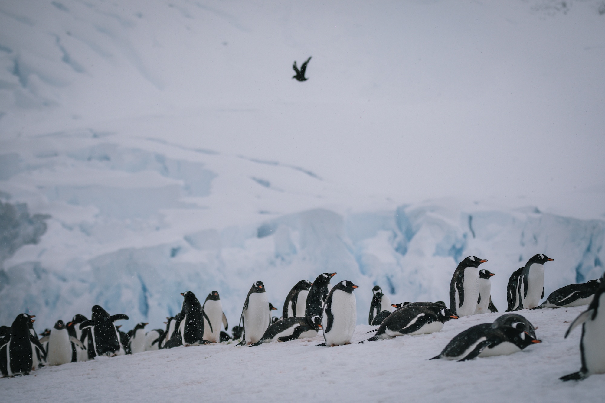penguins of Antarctica