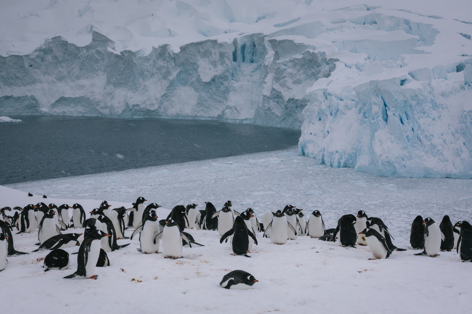 antarctica photos