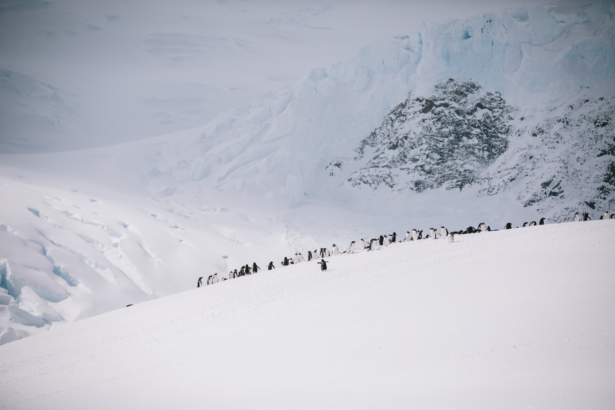 penguins of Antarctica