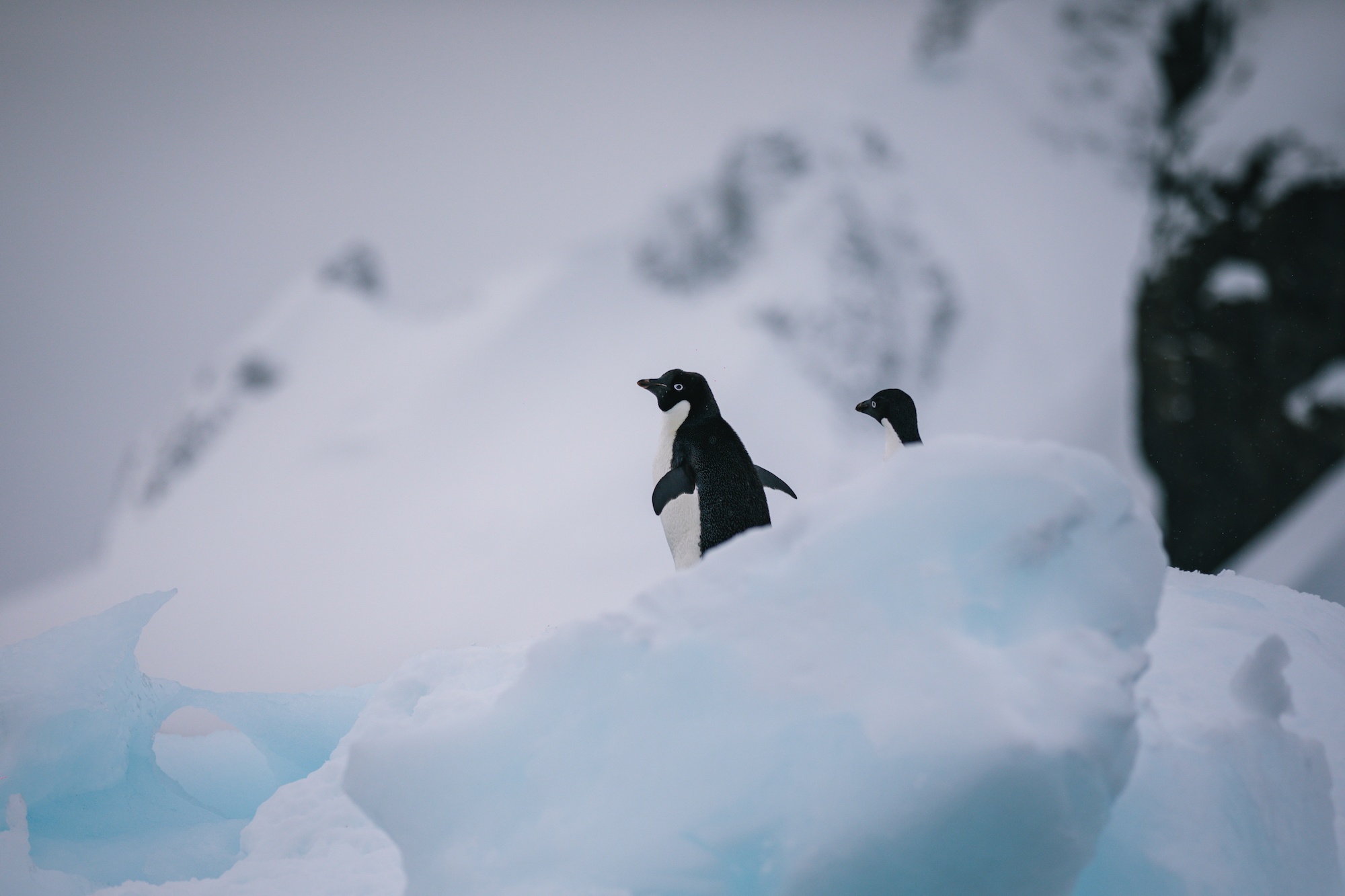 penguins of Antarctica
