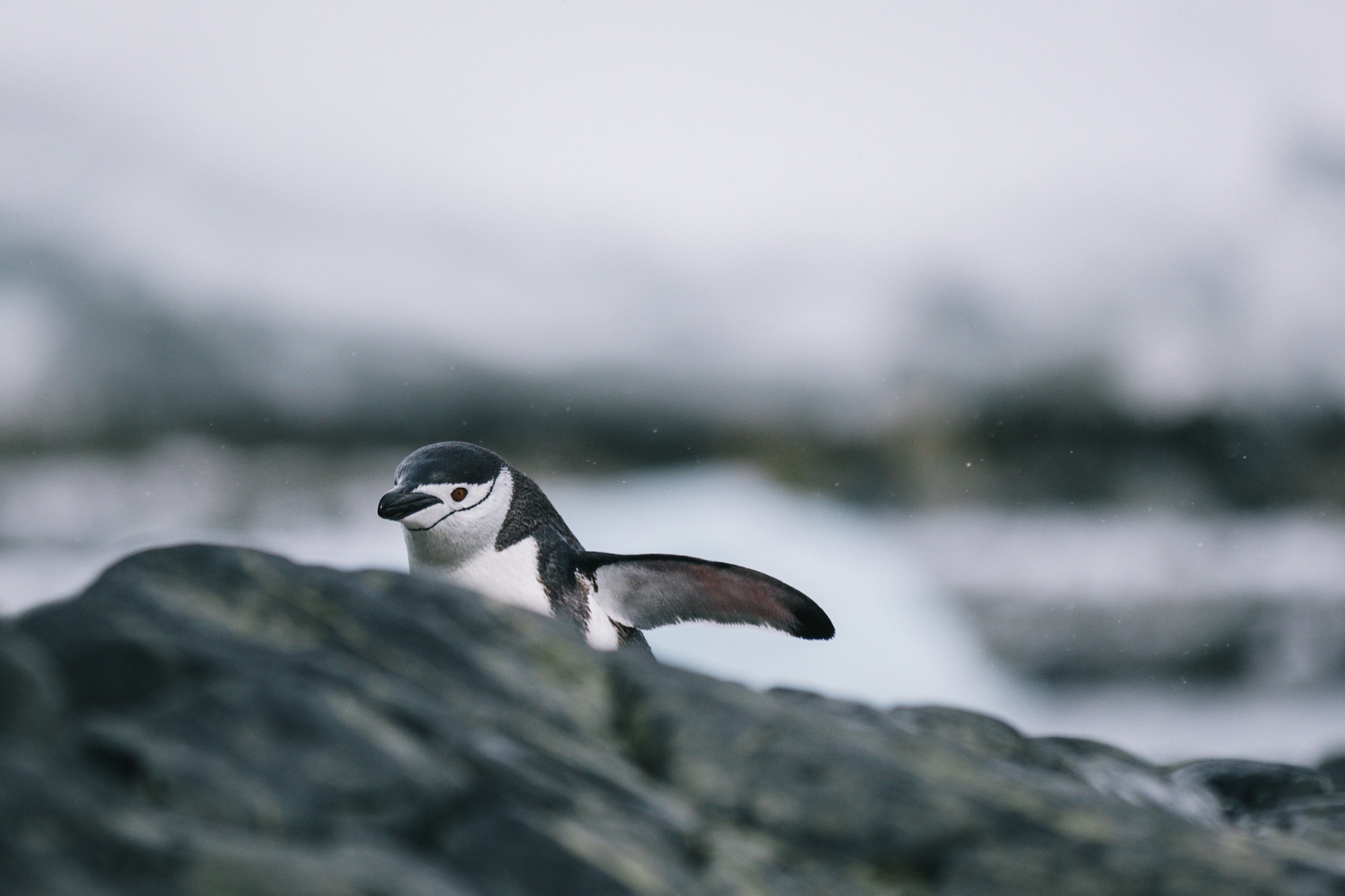 penguins of Antarctica