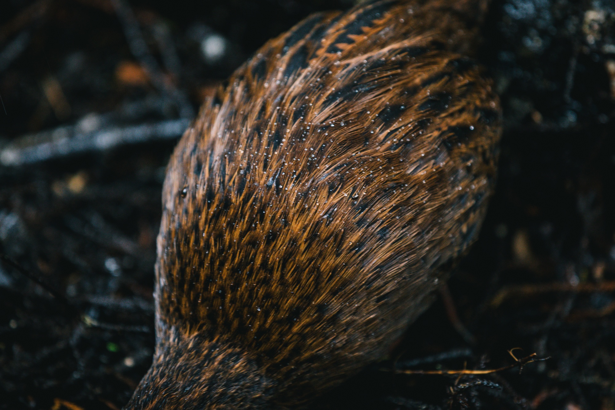 New Zealand weka