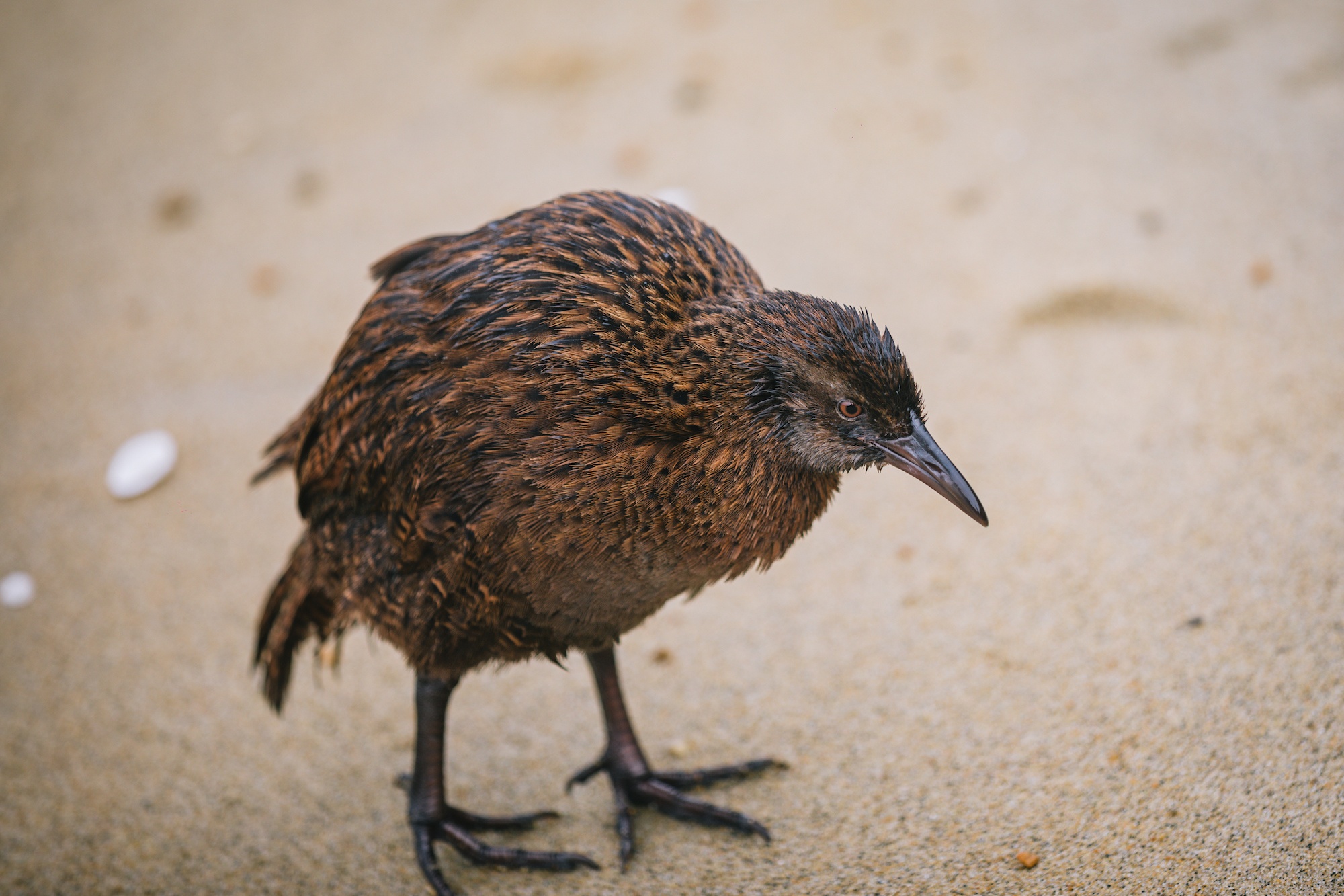 New Zealand weka