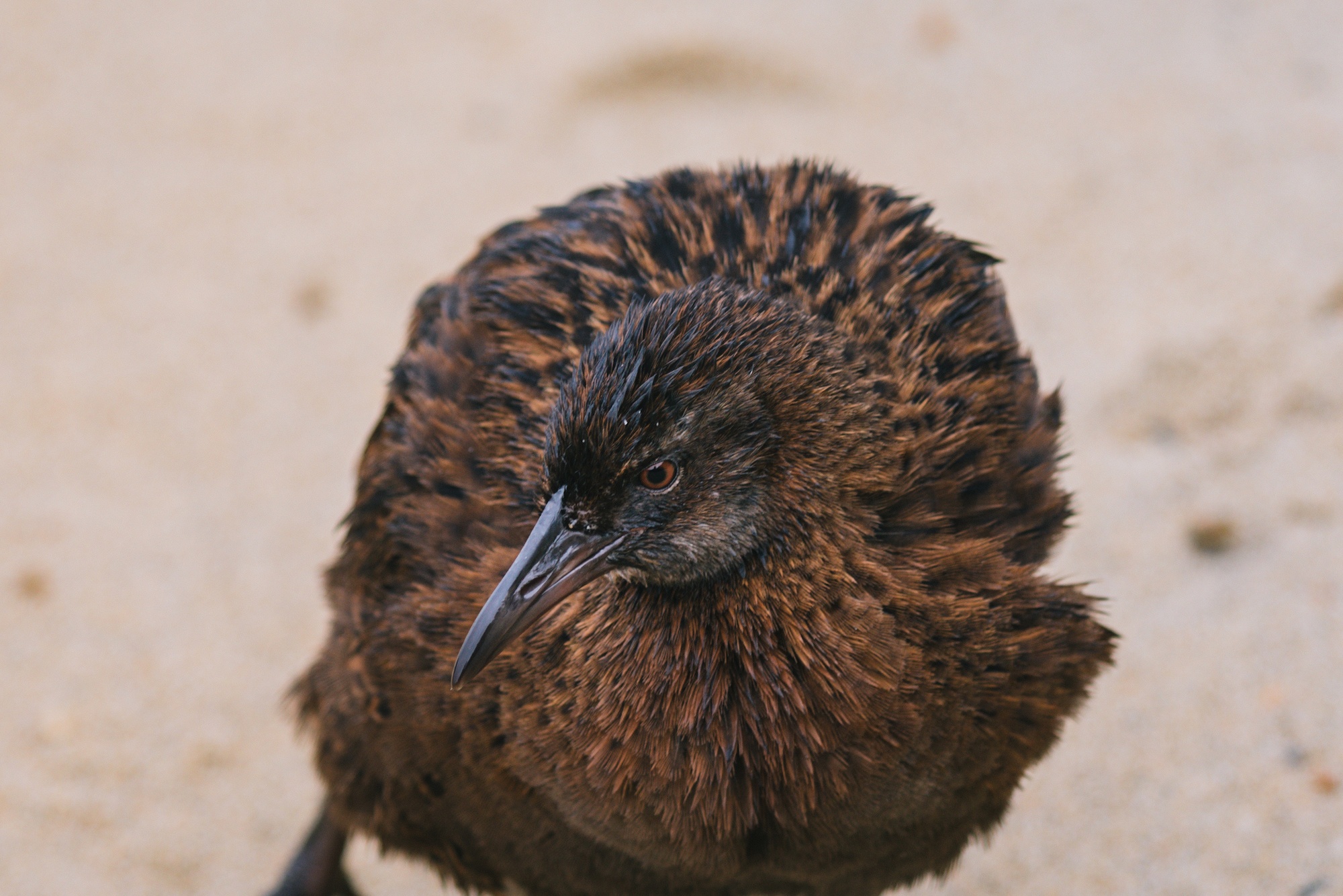 New Zealand weka