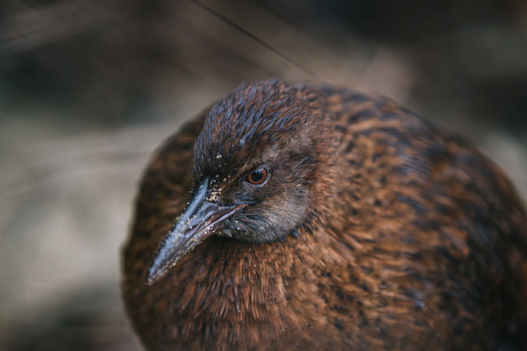 New Zealand weka